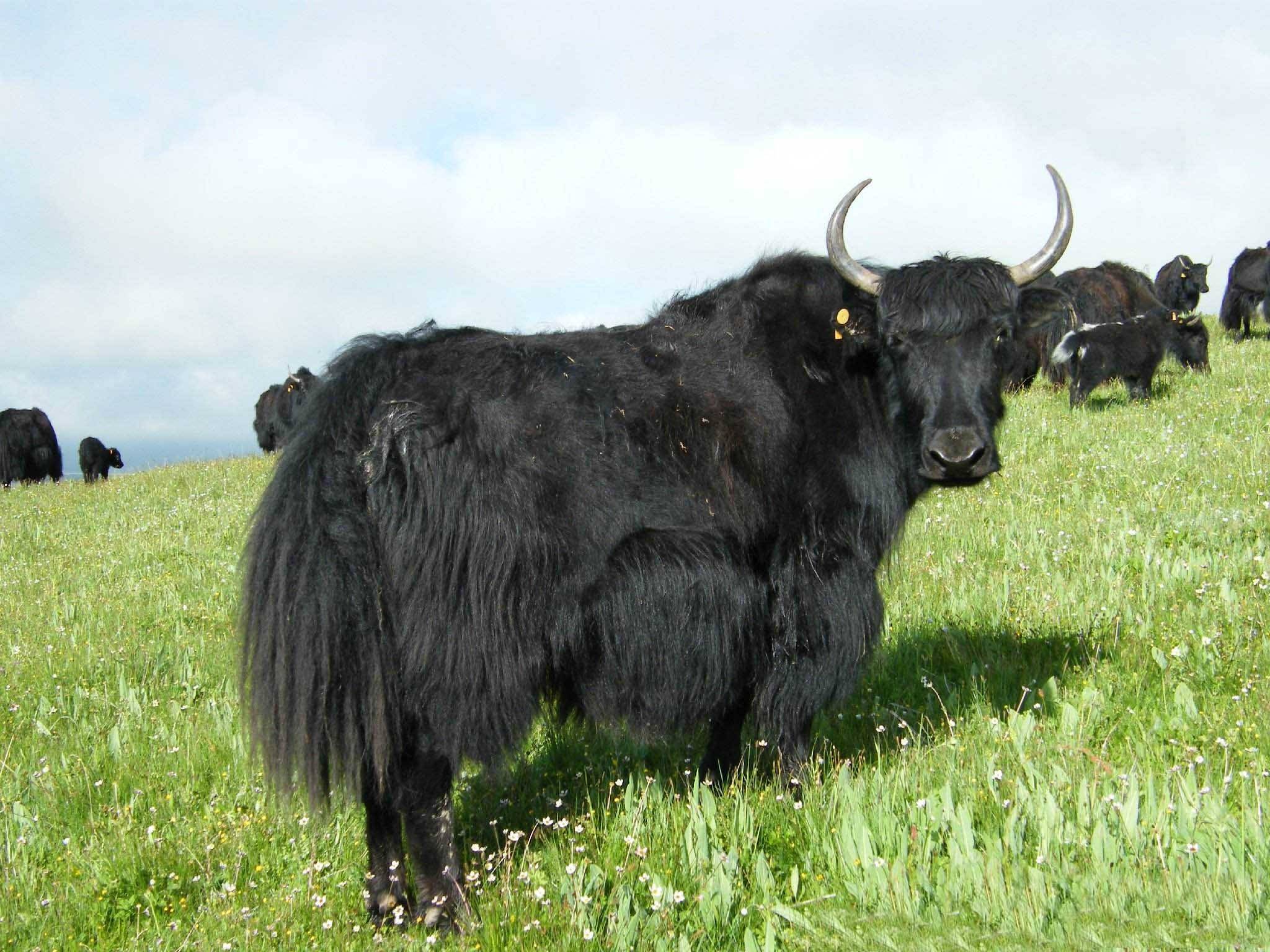 牦牛,又美誉为"高原之宝",是世界公认的三大无污染动物之一.