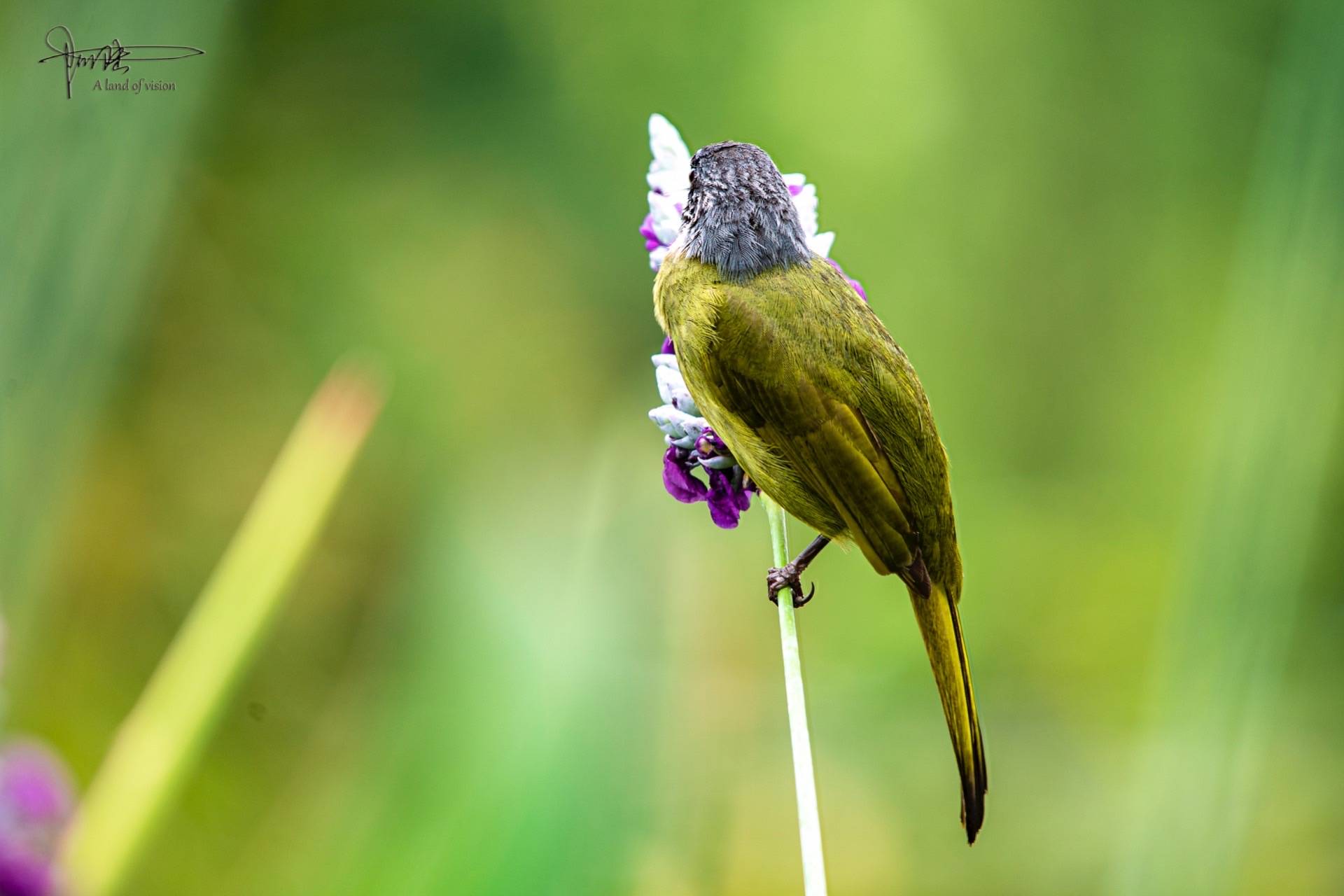 这种鸟在杭州有很多有时在小区和公园里也能看见