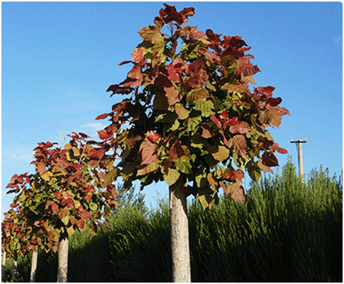 彩红杨四代中国彩叶杨树十年优培始见芳华
