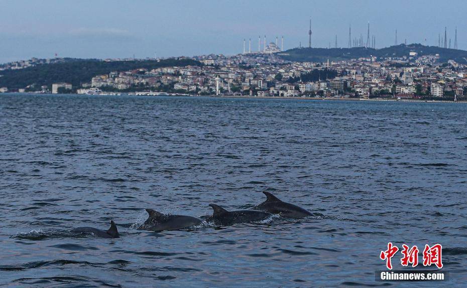 海豚迁徙季 土耳其海湾现多只跳动的"精灵"