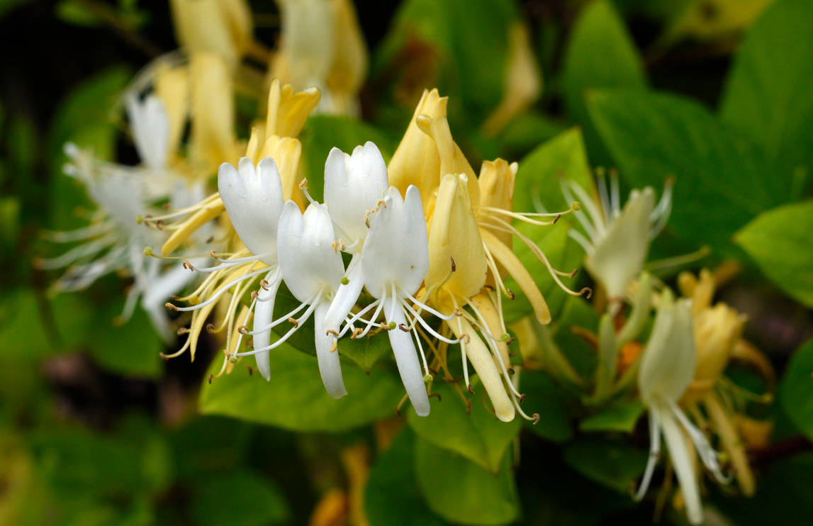 轻氏| 中医这味花,养颜美容抗病毒,你吃过吗?