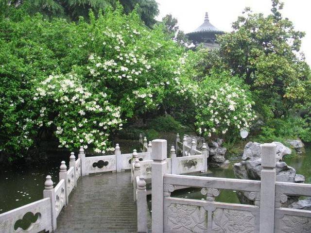 原创隋炀帝曾到扬州看琼花这个故事是真是假其实真正的琼花很漂亮