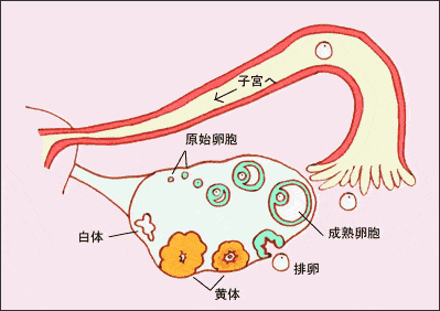 迅速转变成富有血管的腺体样结构,因呈黄色而称为黄体,而黄体会分泌