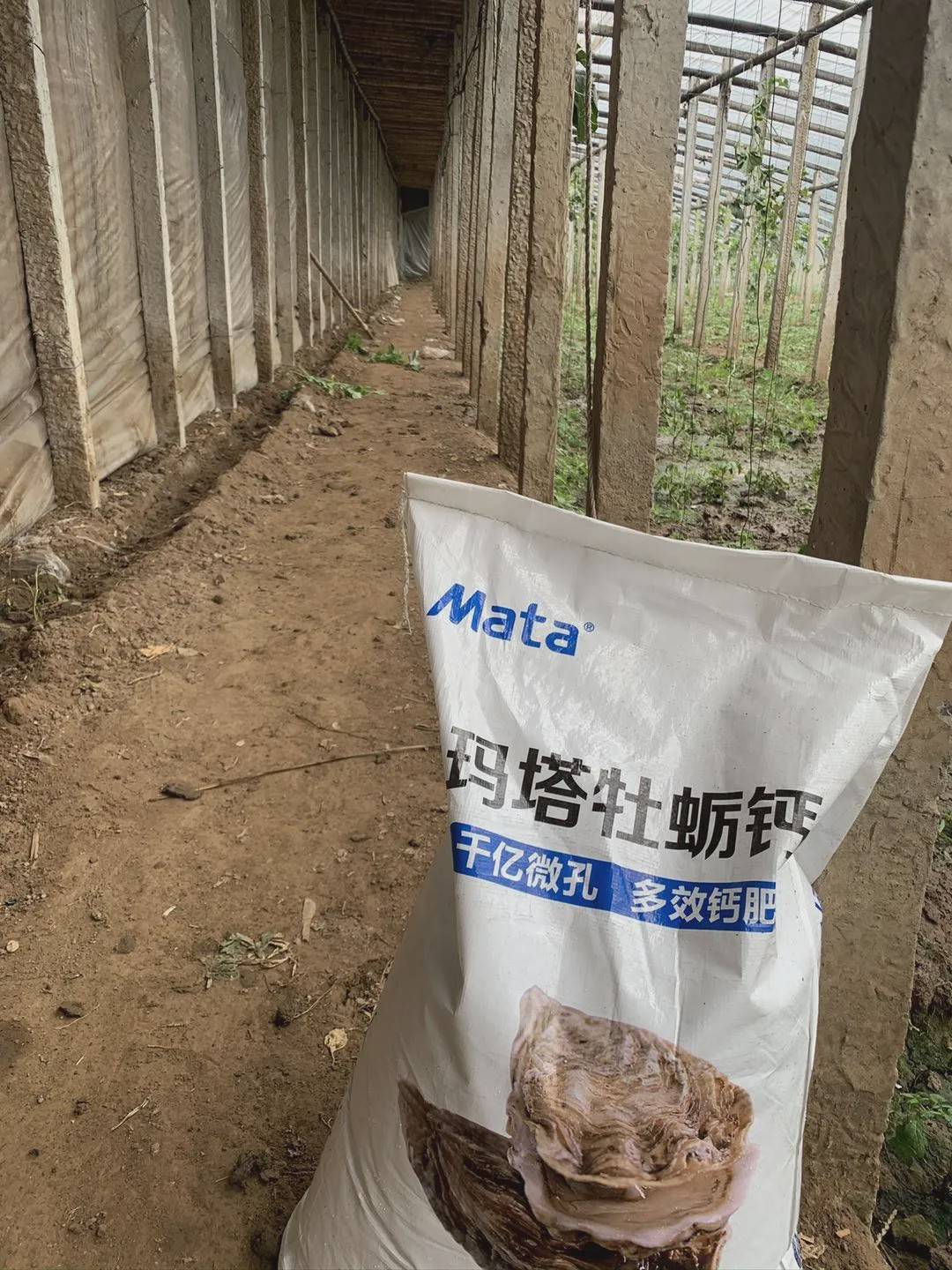 玛塔牡蛎钙||改土有良方_手机搜狐网