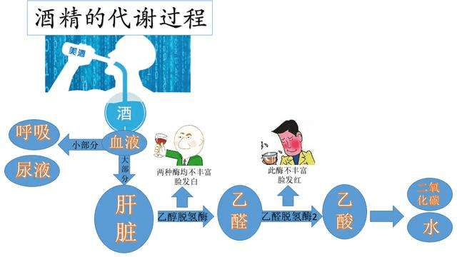 通常醉酒反应主要有两方面原因,一是由于乙醇及其代谢产物在体内过度