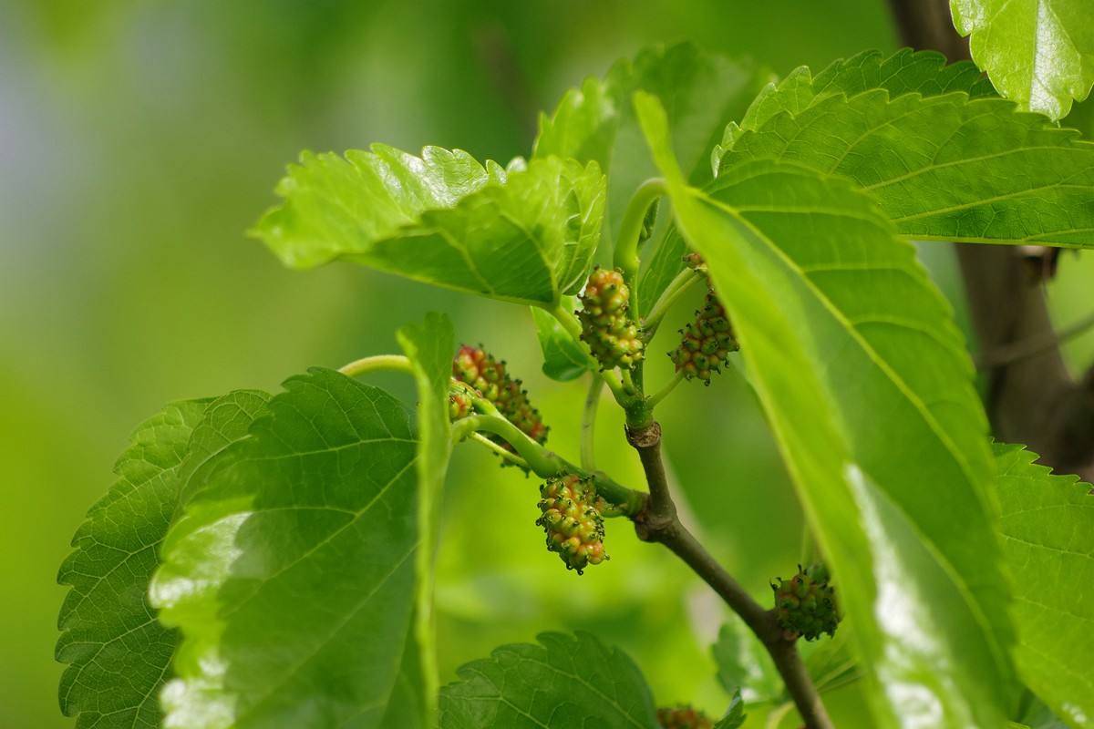 桑叶常常见,却不知它是个宝,老年人太需要了!