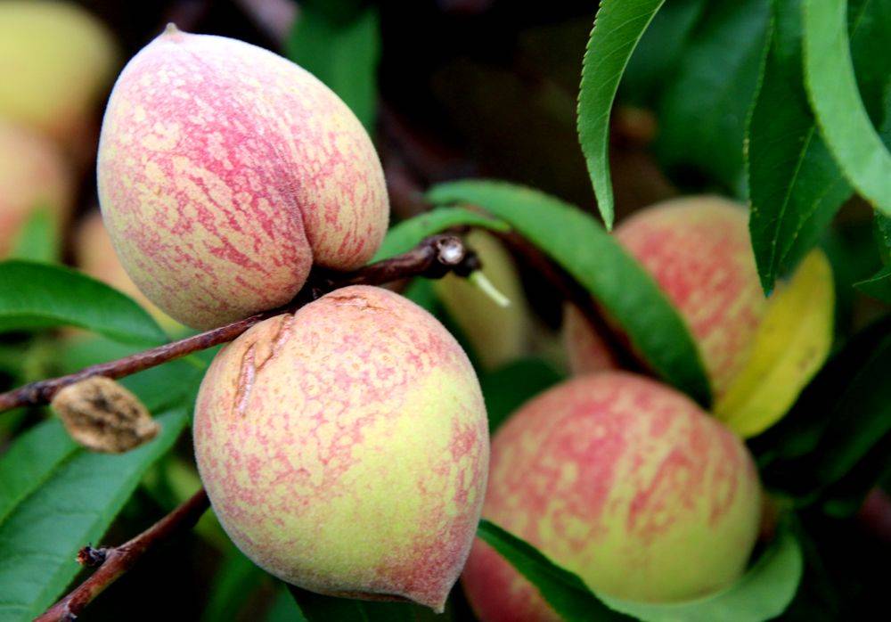 湖北孝昌县丰山镇世外桃源风光美大红桃子别样红