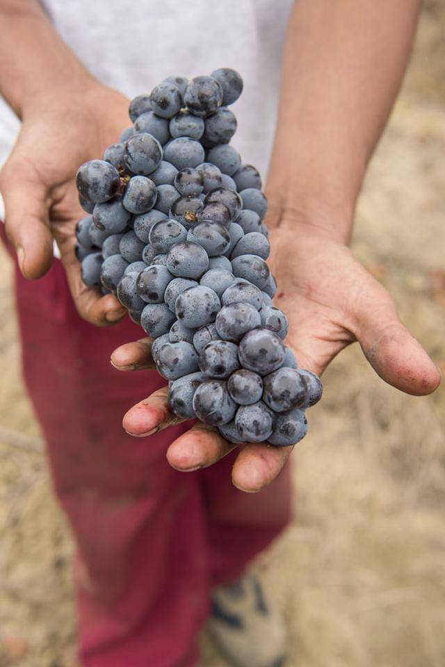 达芬奇葡萄酒罗马涅葡萄酒之王桑娇维塞