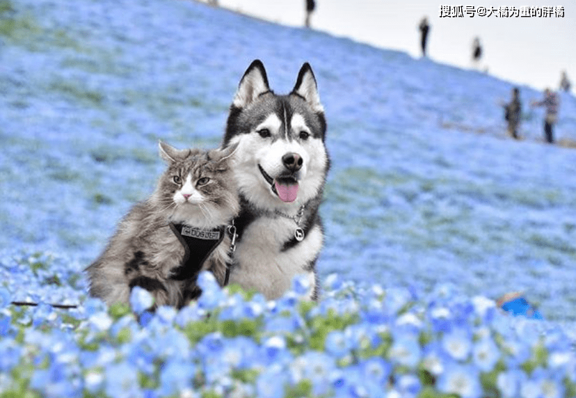 原创一猫一狗四处旅游,唯美合照太养眼,是你想要的"田园生活"吗?