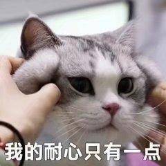 猫咪表情包合集|很好,你成功引起我的注意