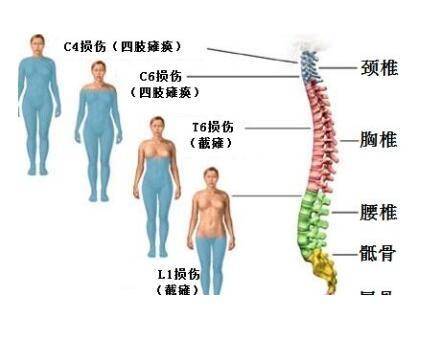 在脊柱脊髓损伤患者的诊治过程中