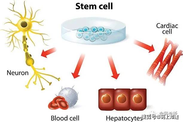 干细胞是人体最初未分化的原始细胞,可以自我分裂增殖,以及分化成多种