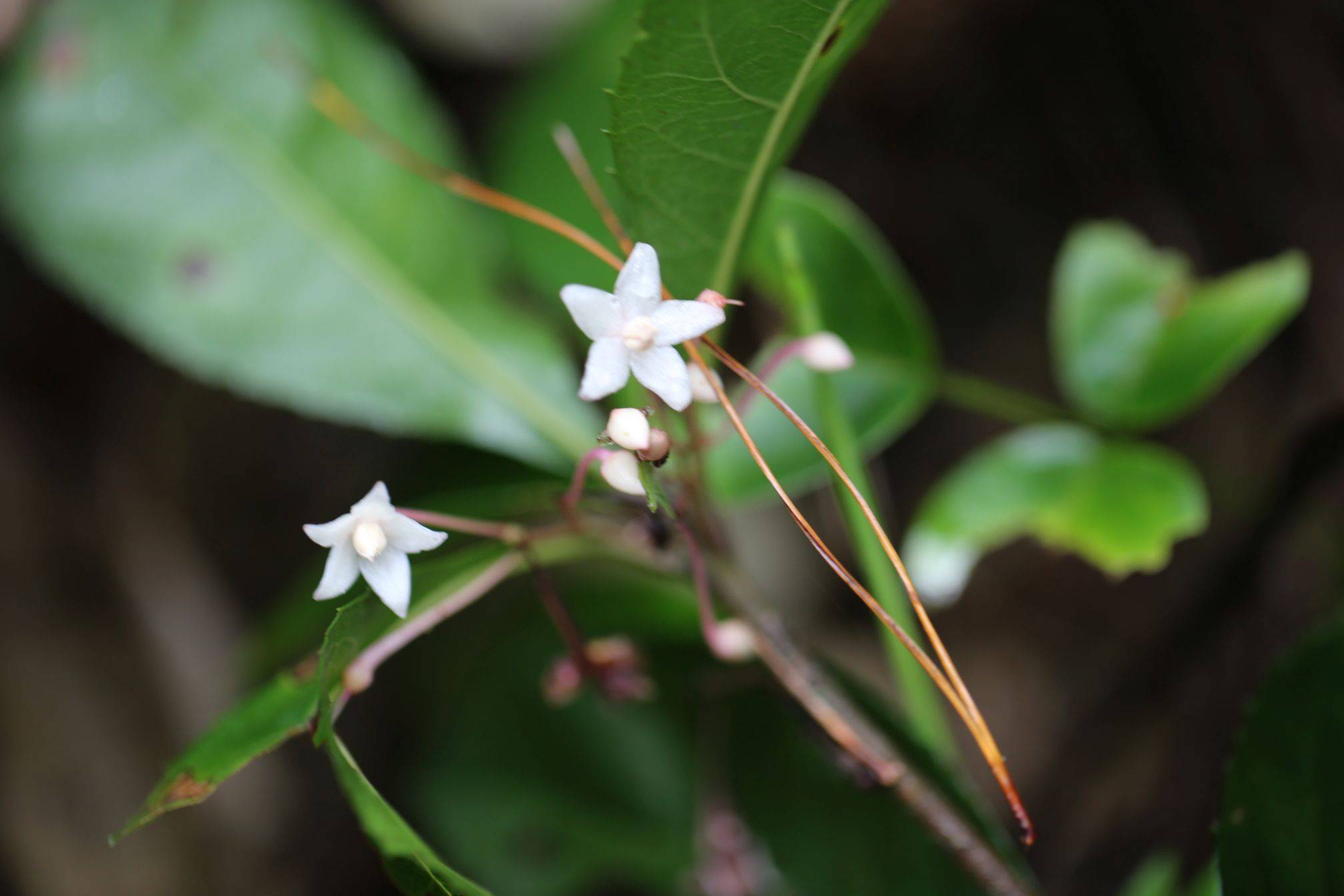 庆元植物1155紫金牛科紫金牛属小紫金牛
