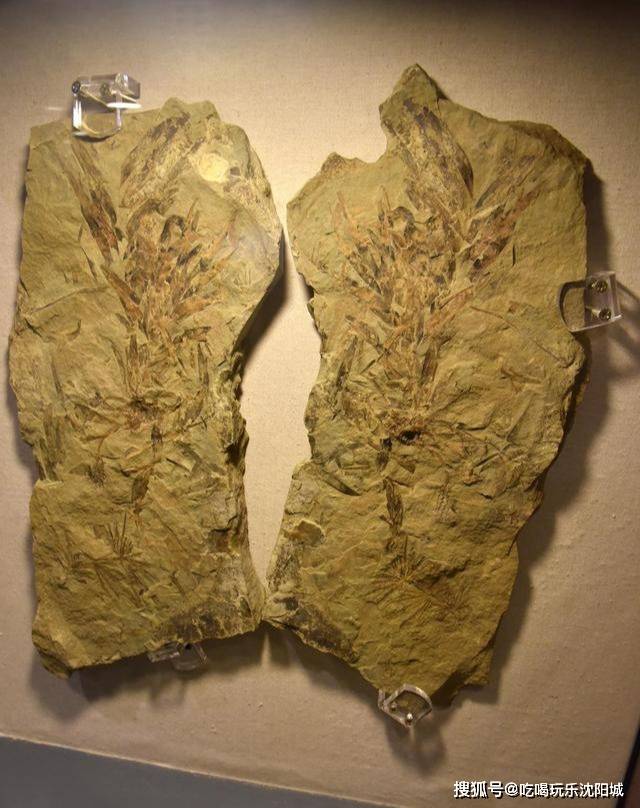 14:永恒的爱除了这两件镇馆之宝,还有很多化石虽然是比较常见的生物