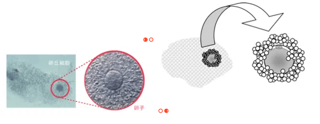 卵丘-卵母细胞复合体主要由卵子 颗粒细胞组成.