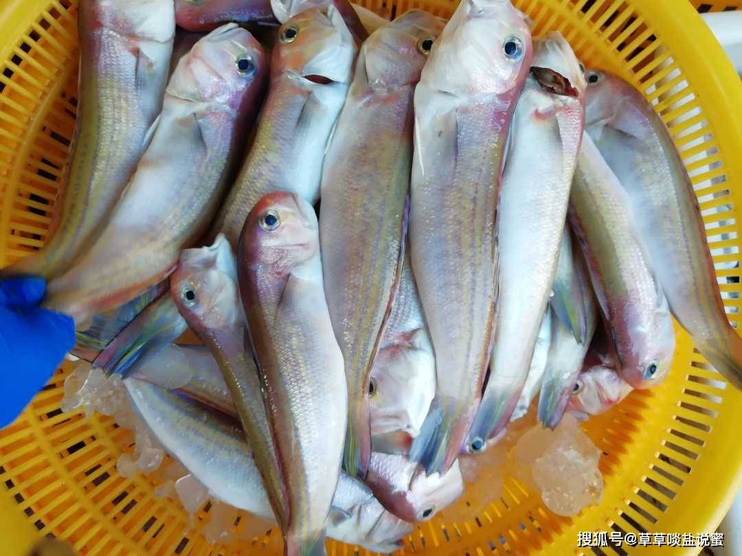 拿仑鱼酱油水,闽南人的做法,是先煎鱼?还是先酱油?有何讲究?