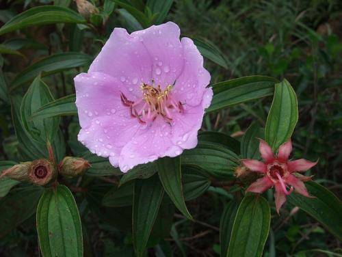 农村一种野果,曾是农村娃的零食,殊不知浑身是宝,你可能也认识