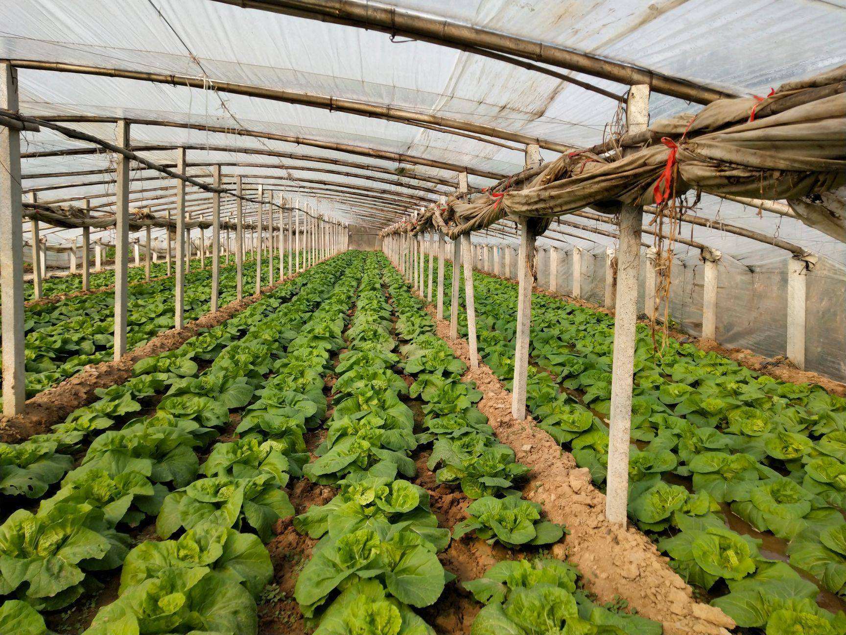 西沙群岛种菜!我军突破难题成功收割千斤蔬菜,令美军感到不安?