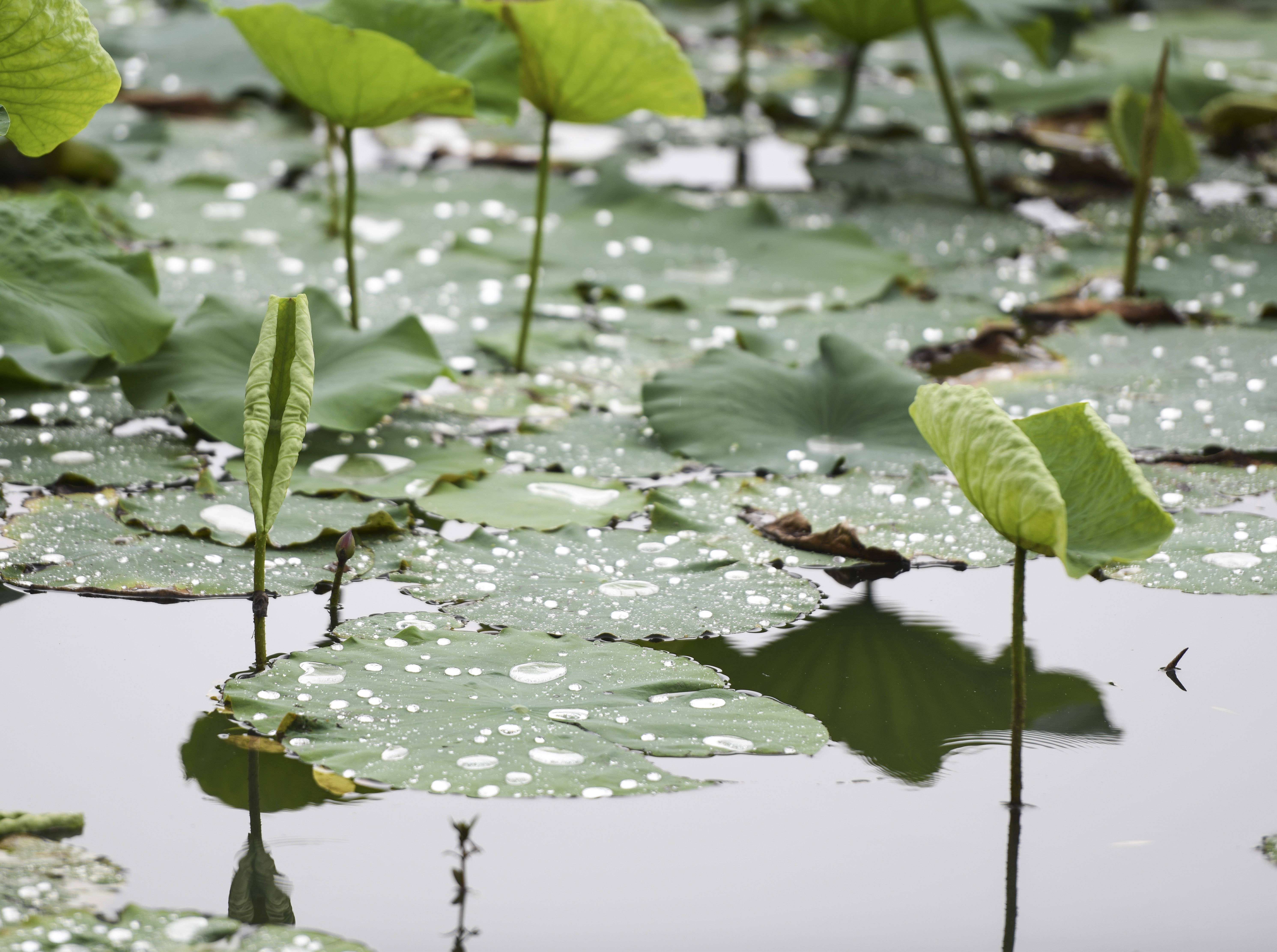 合肥初夏的包公園荷葉上滾動的雨珠美極了