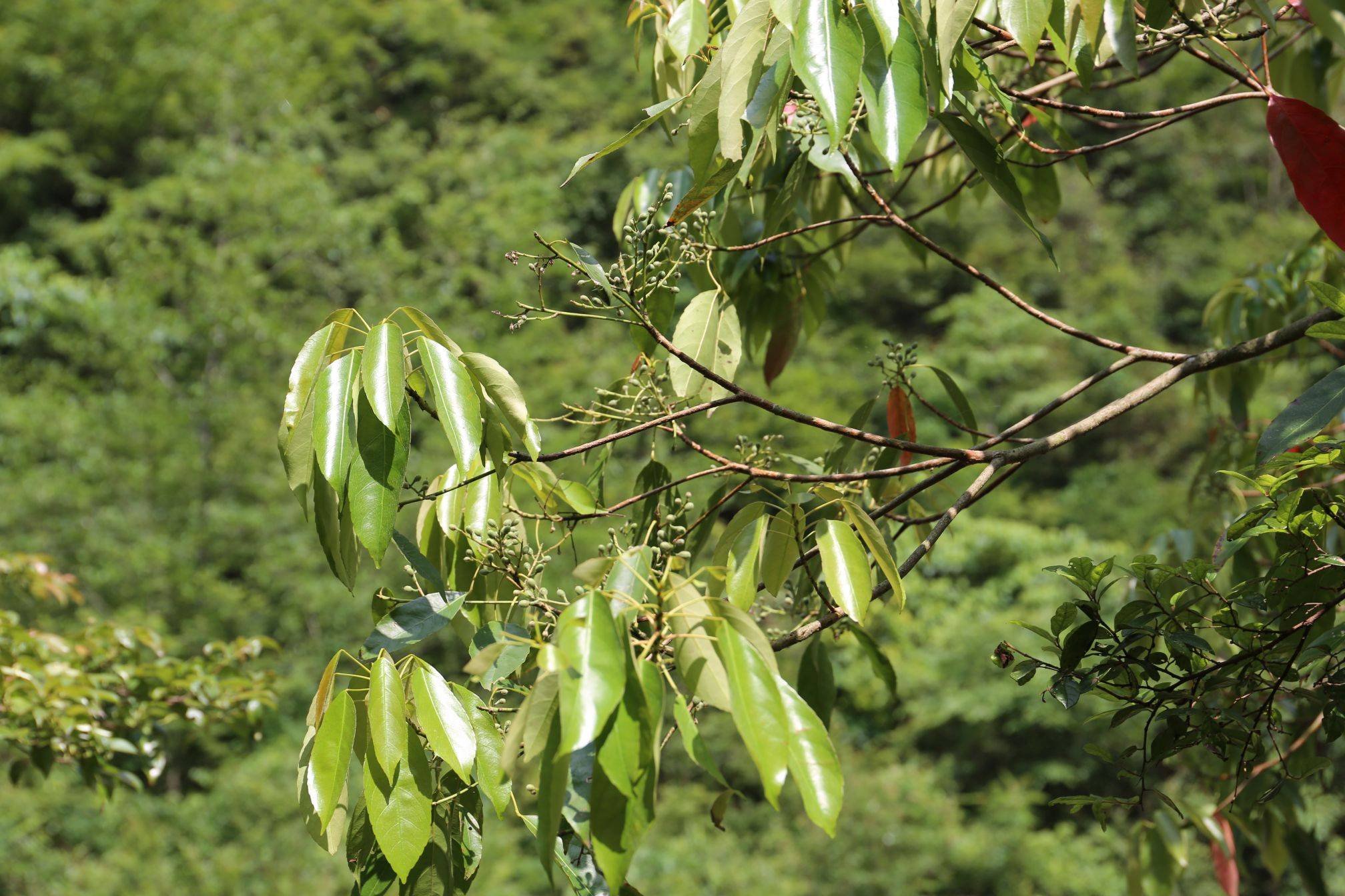 庆元植物1158杜英科杜英属日本杜英