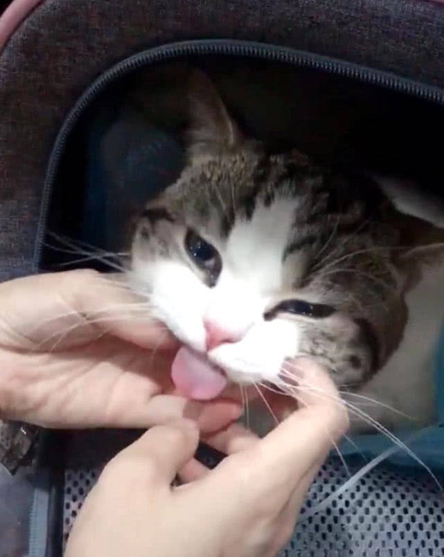 主人给猫咪做完绝育,猫咪一脸生无可恋,它的舌头却成了亮点