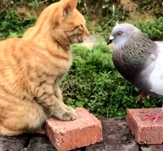 原创猫咪与鸽子狭路相逢本来战斗力势均力敌可猫咪却偷偷放水了