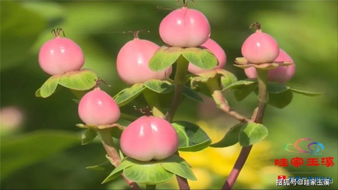 小小火龙珠 铺出火红致富路!_种植