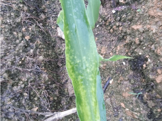 生姜蓟马危害和防治,打抗性蓟马用什么药好