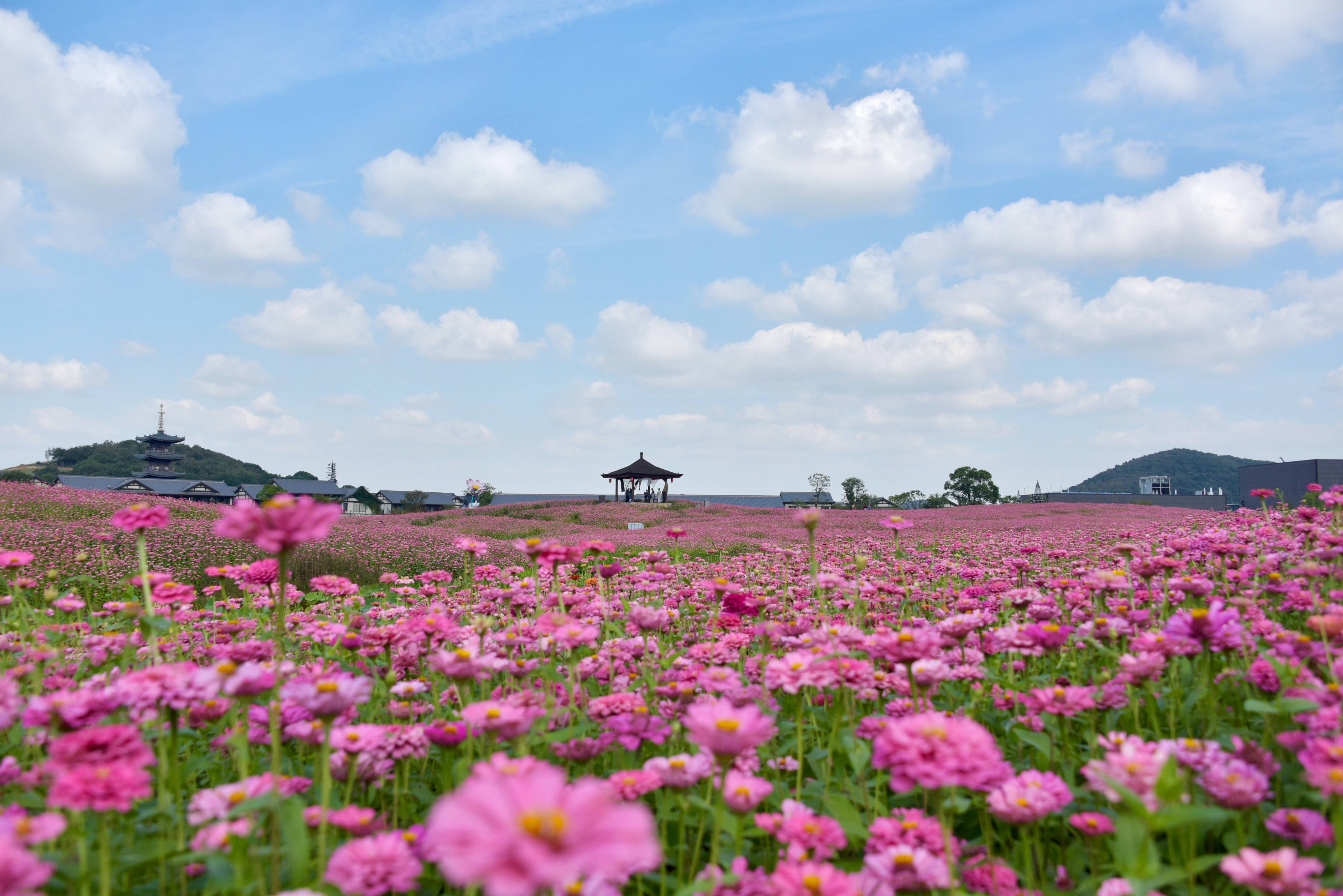 央视网直播无锡拈花湾杨梅节开幕邀你看花海品国字号杨梅