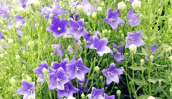 桔梗的种植技术及病害防治