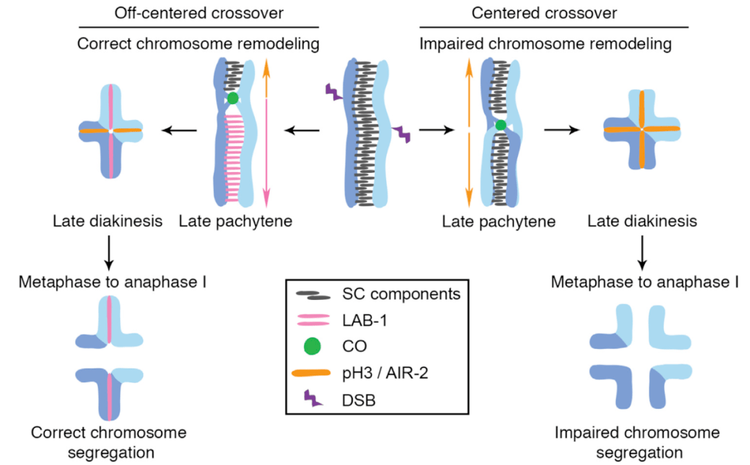 分离的影响,具体内容如下:点击添加图片描述(最多60个字)在终变期