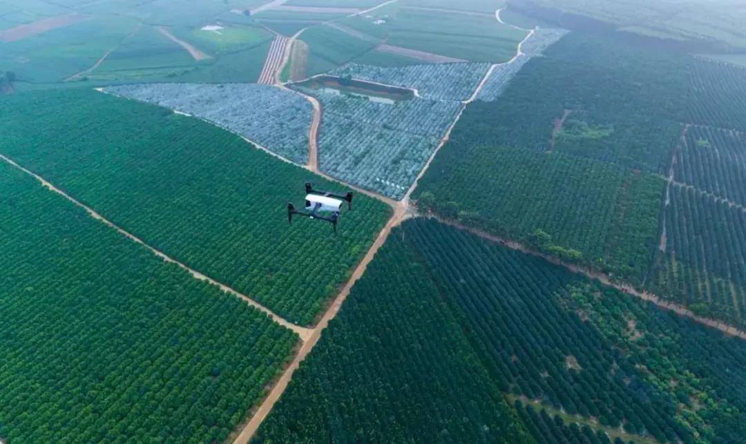 在极飞农业无人机硬核技术的加持下,林子钦表示,自己很有信心做好农场