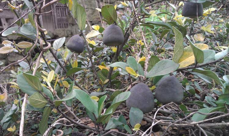 有野生的出现,它们多攀附在村庄,山脚,公路旁,石桥边等,凉粉果耐贫瘠