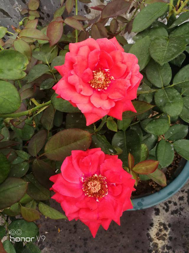 绯扇绯扇四,结语如果你是新手,喜欢大花有香味的月季,绯扇就很适合.