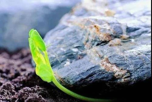 语言的本质是能量,能量的功能是唤醒,唤醒后的生命才具有意义