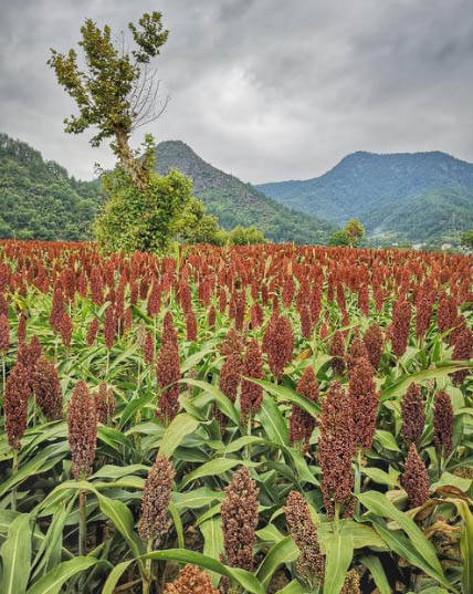 小麦有品苦荞麦纯酿白酒引领健康新时尚白酒喝出格调来
