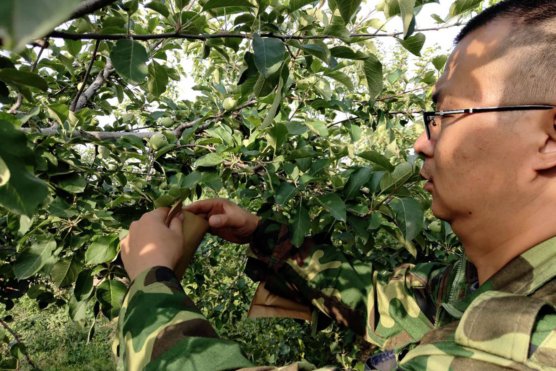 这片果园病害严重,是谁惹的祸?原来都是果农打药犯的错