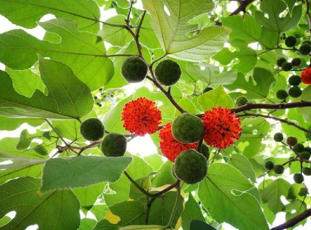 它的名字叫构树果子,有的则叫它构套子,也有叫它楮实子的,别名很多