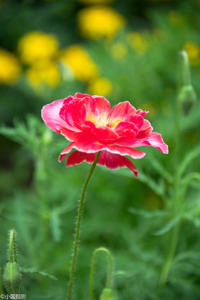 花卉摄影虞美人花开瓣瓣艳丽似彩云朵朵似蝶儿翩翩起舞
