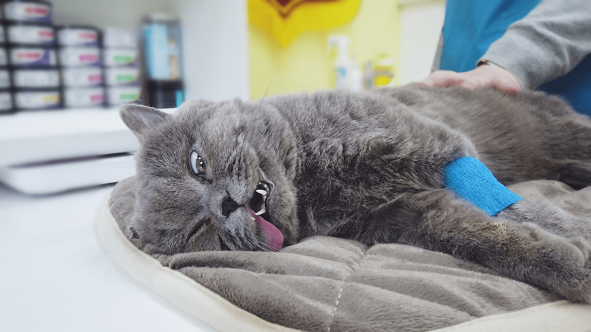 猫咪绝育后不愿面对大家,给医生留了个寂寞的背影-搜狐大视野-搜狐新闻