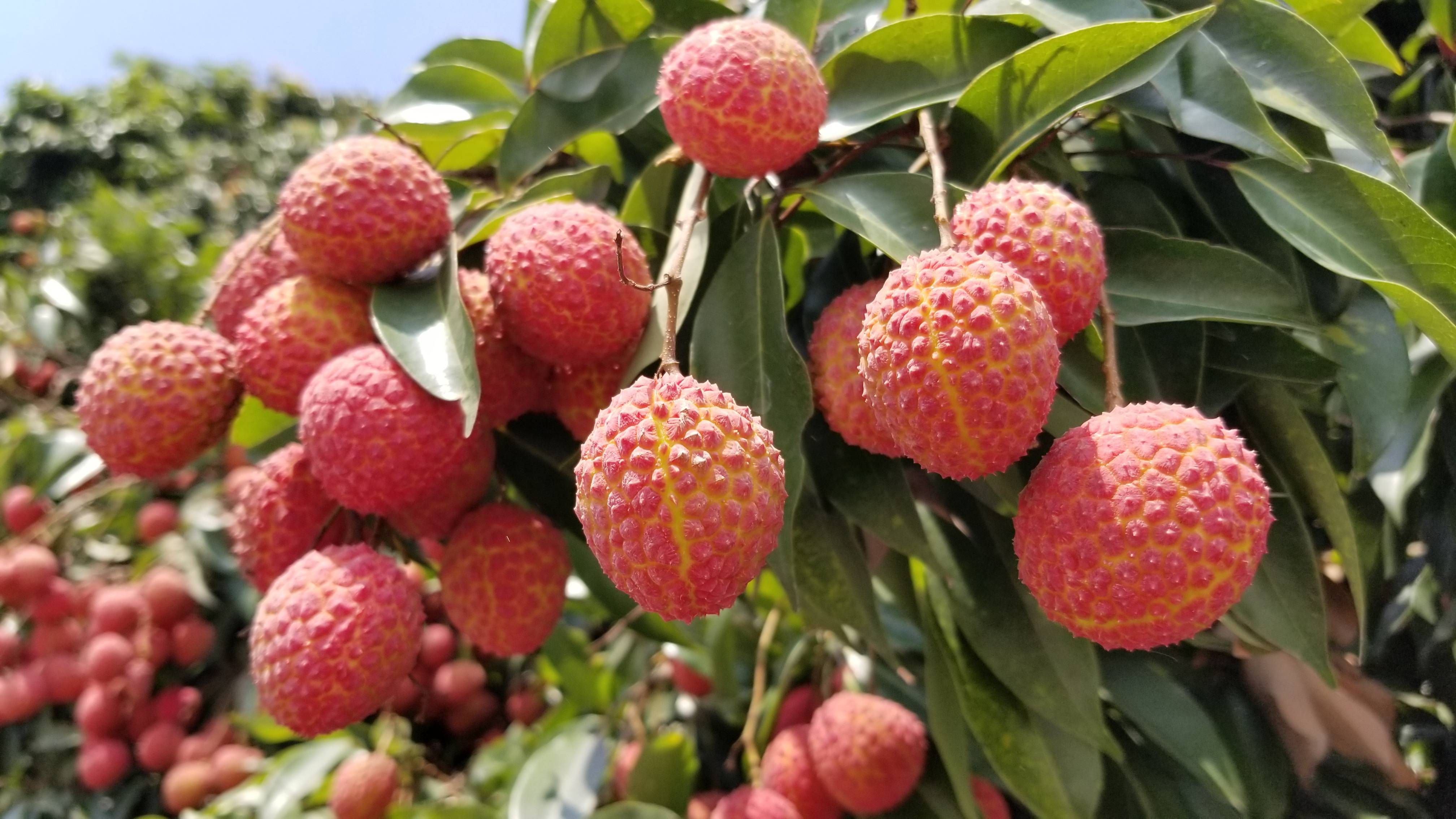 "相约广西 分享美荔"广西荔枝媒体采风活动走进灵山