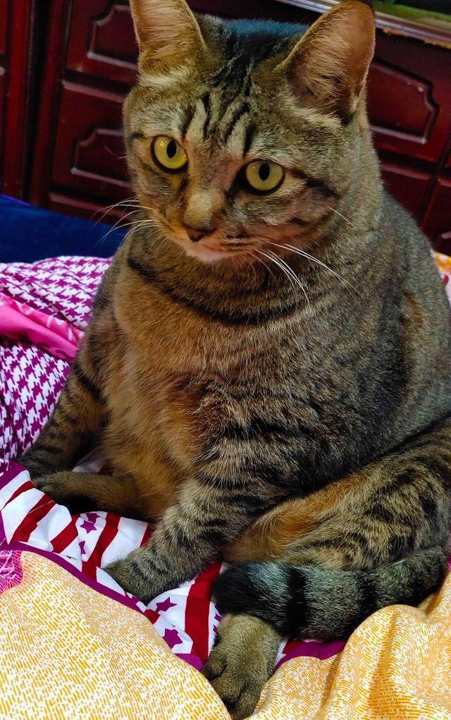 原创超胖猫咪湿身后露真面目主人嘲笑它竟被它瞪了一眼