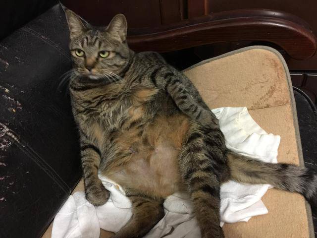 原创超胖猫咪湿身后露真面目主人嘲笑它竟被它瞪了一眼