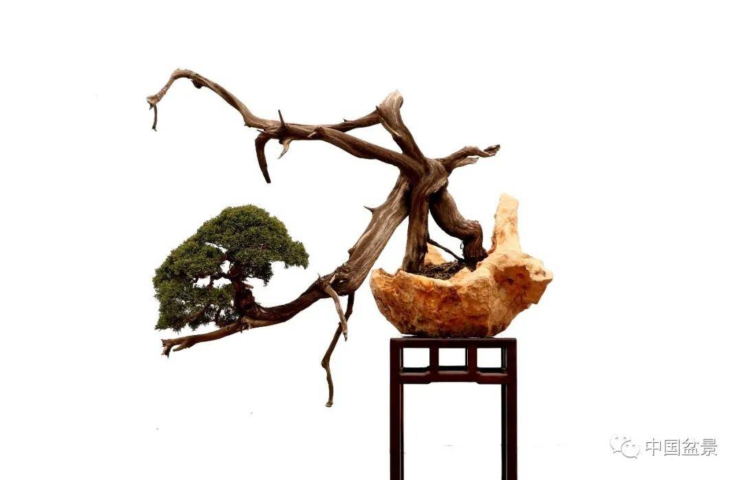 《采菊东篱》▲范义成先生的盆景作品《浩浩鲁风》寻根溯源,琅琊园的