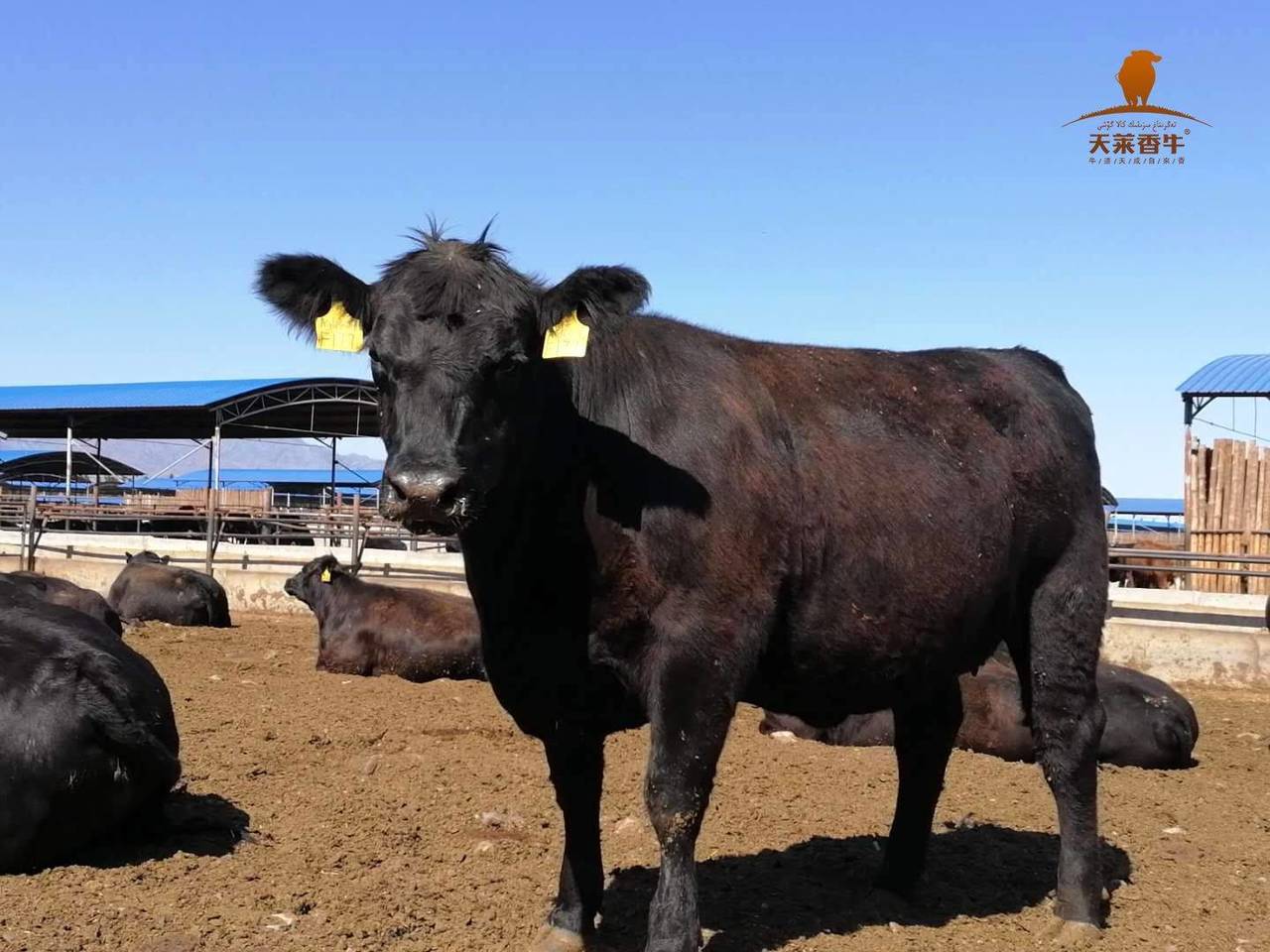 天莱香牛 吃过的 都说好