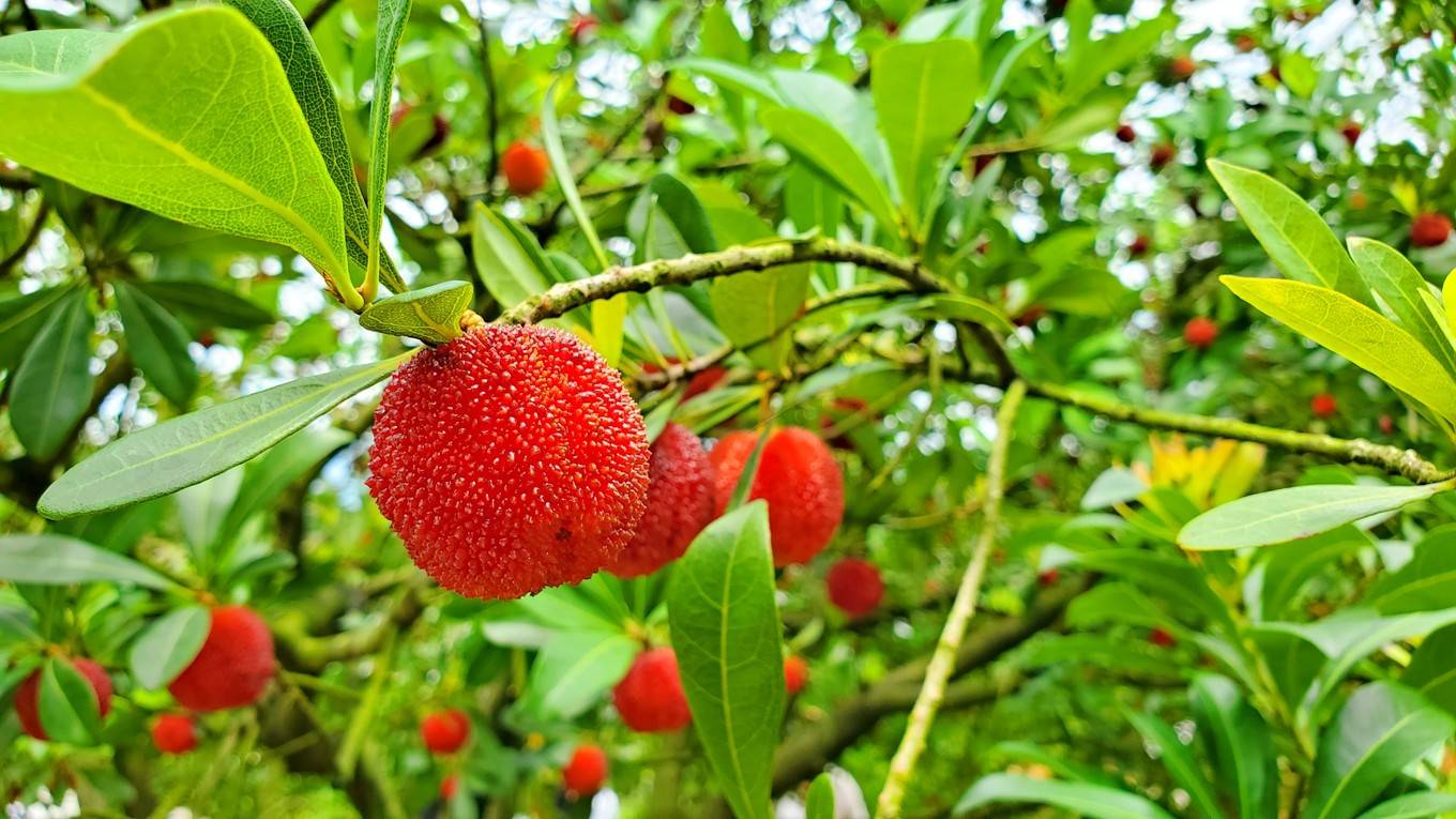 外地游客去临海旅游,忍不住惊叹:这里的东魁杨梅实在太好吃了!