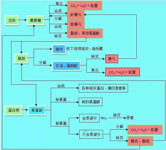 16.有氧呼吸與無氧呼吸的比較