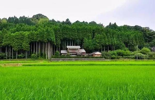 宫崎的《风之谷》是因对水俣困境的动容,在五六十年代,这个九州工业