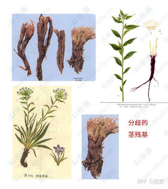 紫草入药部位图片