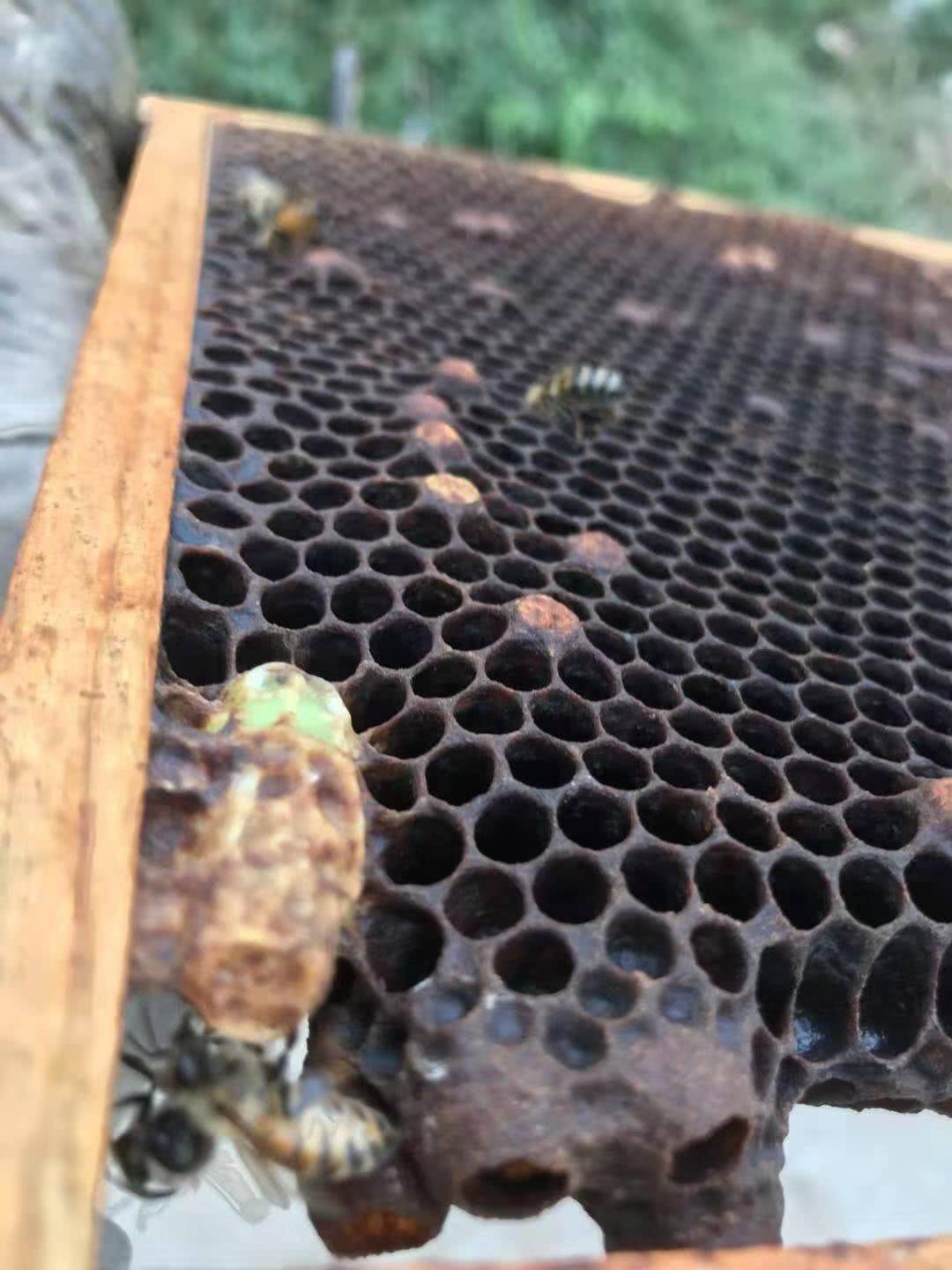 原创雄蜂交尾后为什么会不久死亡,原因是蜂王太狡诈